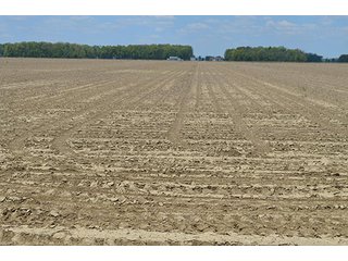 Property photo 14 - 77.4 Productive, Tillable Acres Land Auction